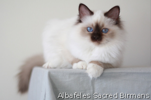 Cat Woman, chocolate point