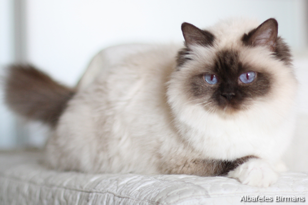 Cat Woman, chocolate point