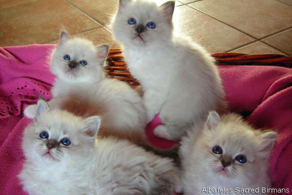 Kittens, blu and blu-tabby-point