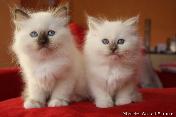 Sacred Birman Kittens