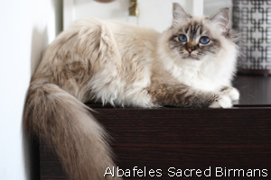 Flora, seal-tabby point