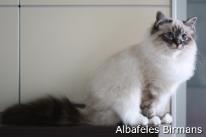 Apollo, chocolate-tabby point