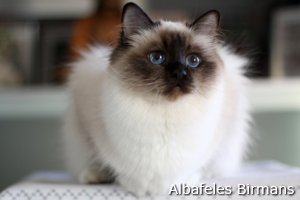 Greta Garbo, seal point