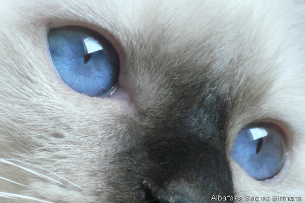Sacred Birman Kittens