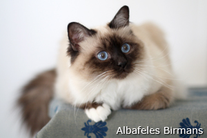 Apollo, chocolate-tabby point