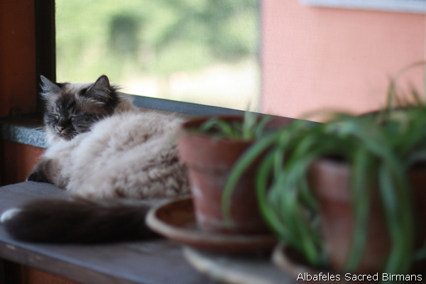 Birman cattery