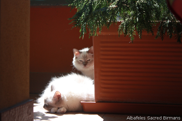 Birman cattery